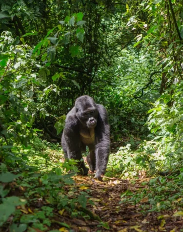 Gorilla Trekking Safaris - The best African safari packages