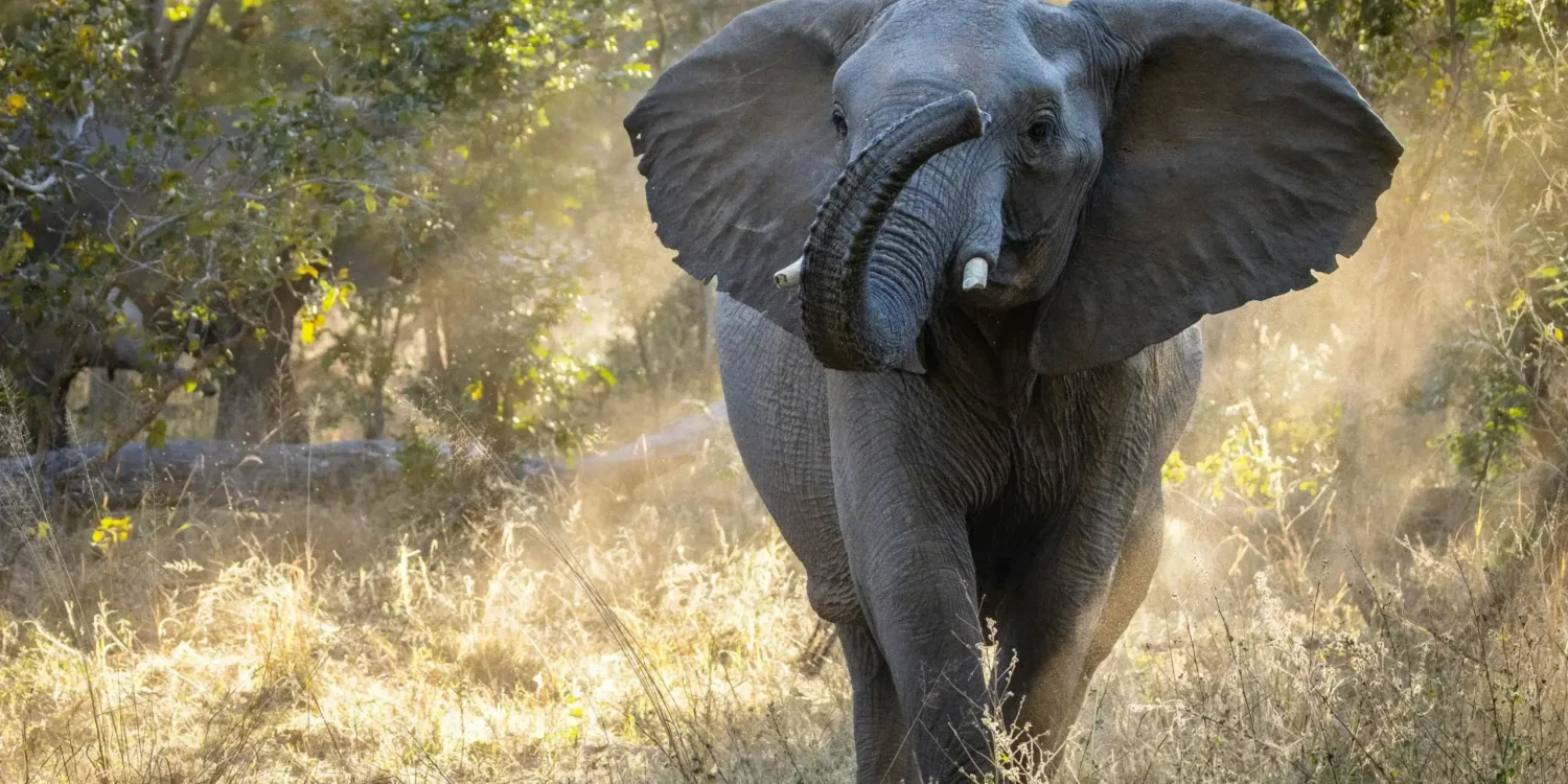 Les meilleurs safaris en Afrique pour observer les Big Five, avec notamment un éléphant d'Afrique solitaire traversant la savane dorée du Zimbabwe.