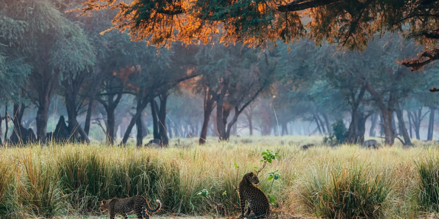 Leopards at dawn at Anabezi Camp Lower Zambezi Zambia during luxury safari