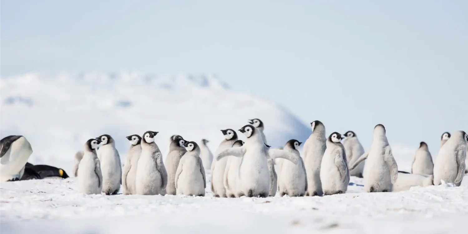 Antarctica Penguins Babies
