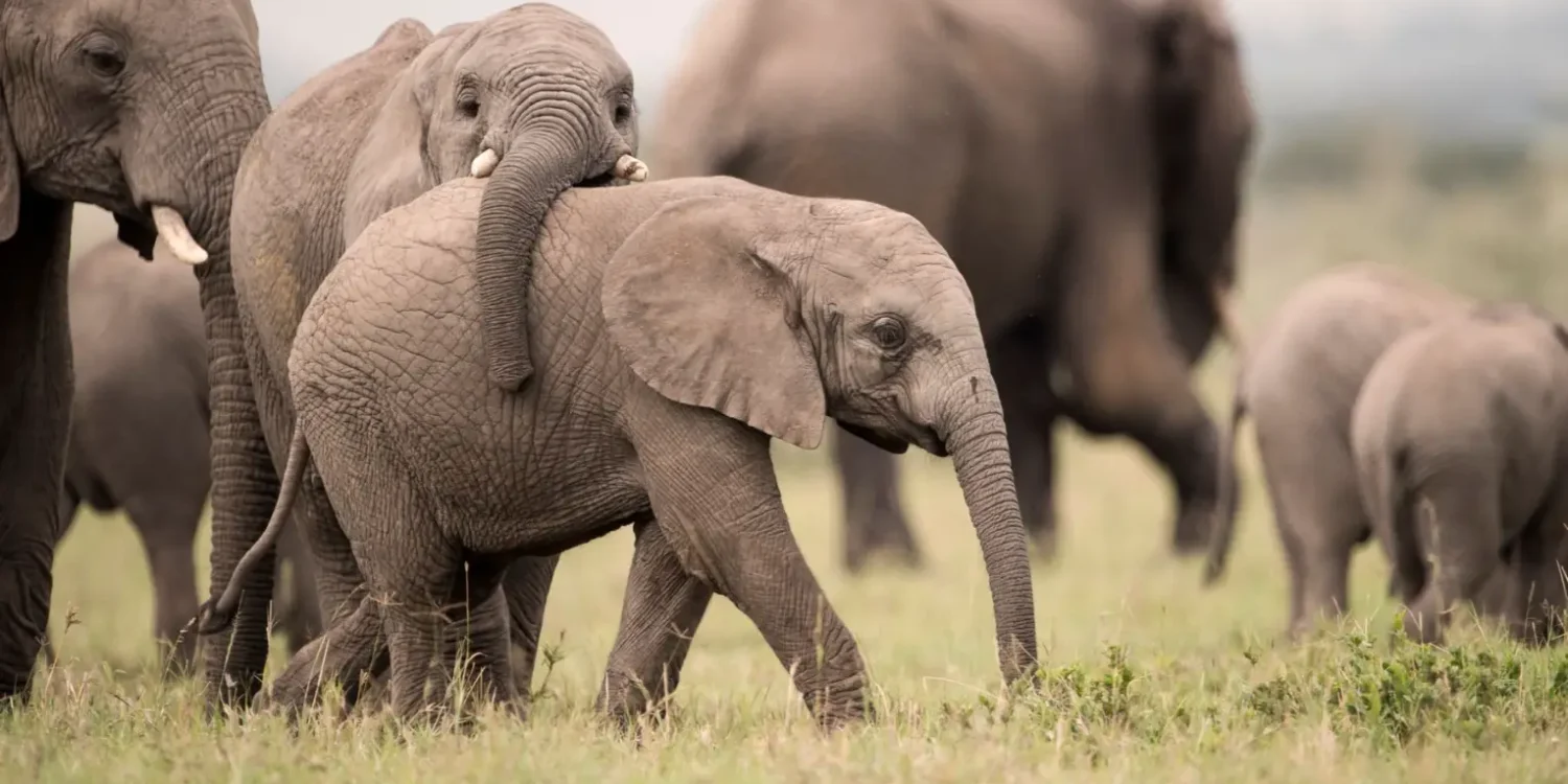 Baby-Elephants-African-Savannah-Baby-Animals-in-the-Wil