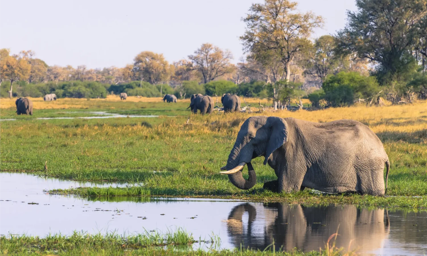 Botswana _ Elephants