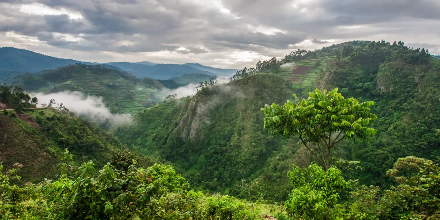 Bwindi Impenetrable National Park Gorilla Trekking