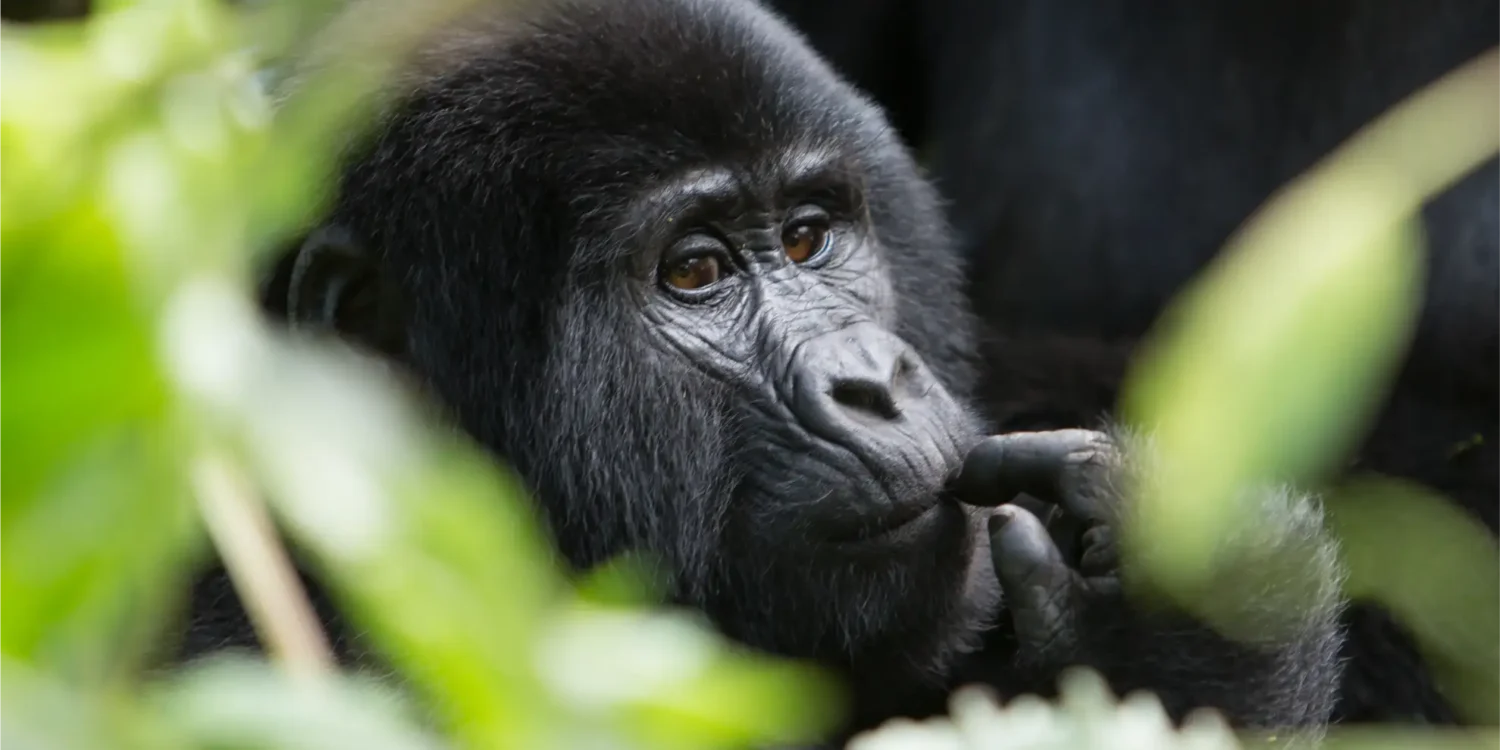Bwindi Impenetrable National Park_2 Gorilla Trekking