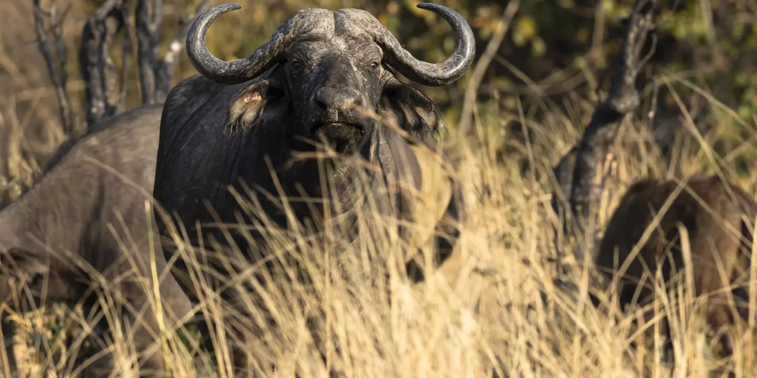 Les meilleurs safaris en Afrique pour observer les Big Five, avec notamment un buffle du Cap se reposant dans les hautes herbes.