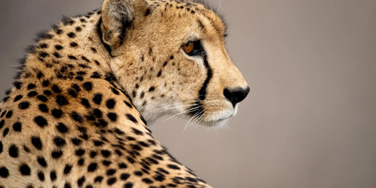 Superbe portrait en gros plan d'un guépard dans la savane africaine, lors d'un safari parmi les plus beaux d'Afrique pour observer les Big Five.