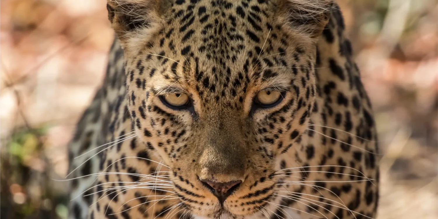 Close-up of a leopard in the wild, representing Africa’s top emerging travel destinations for big cat safaris