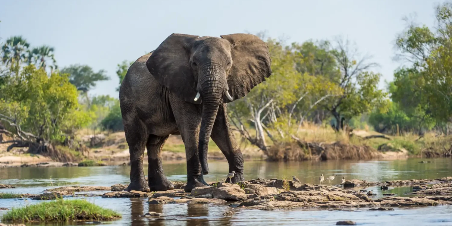 African elephant standing in a river at sunset, symbolising Africa’s top emerging travel destinations for authentic safari journeys