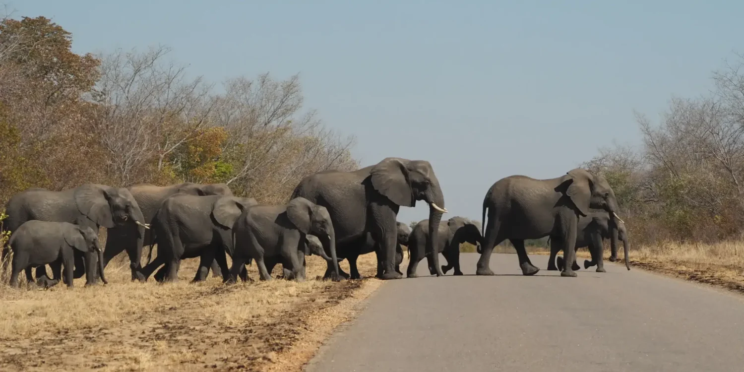Un troupeau d'éléphants traverse une route de safari dans un parc national protégé, illustrant l'un des meilleurs safaris d'Afrique pour observer les Big Five.