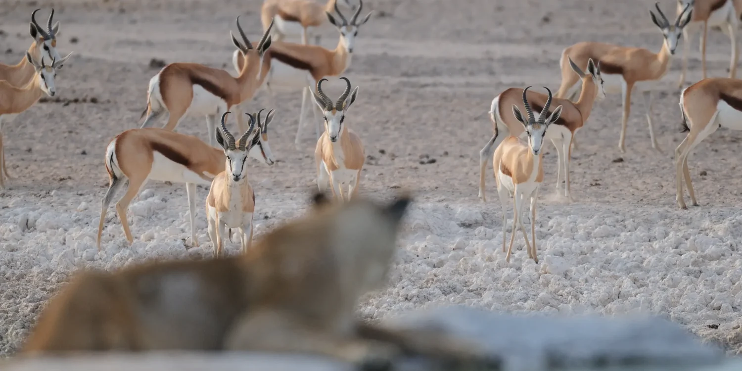 Etosha National Park Safari – Springbok Herd Senses a Predator
