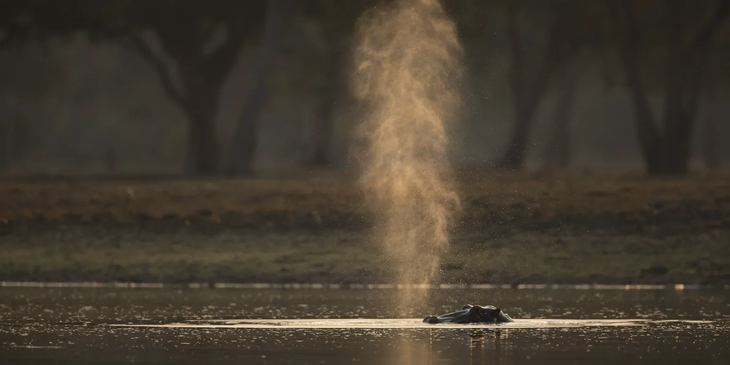 Hippo surfacing in a tranquil African river, found in the best places to go on safari in 2026 for river and delta safaris