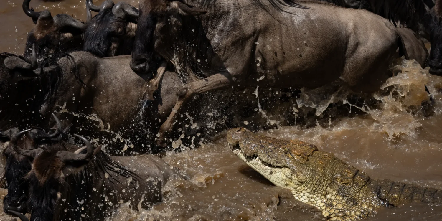a dramatic close-up of a large nile crocodile lunging toward a herd of wildebeest as they splash through a river during the great migration.
