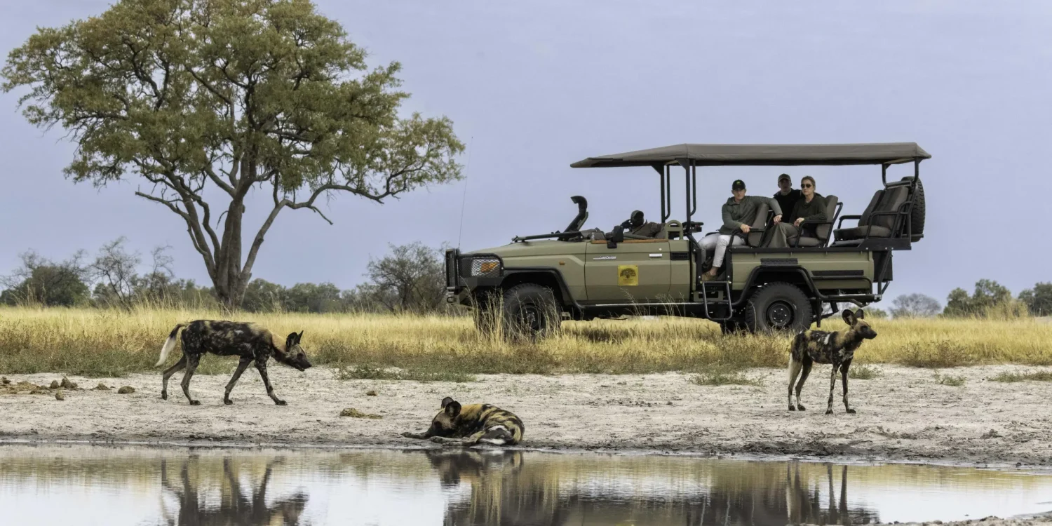 Kiri Camp Wild Dogs