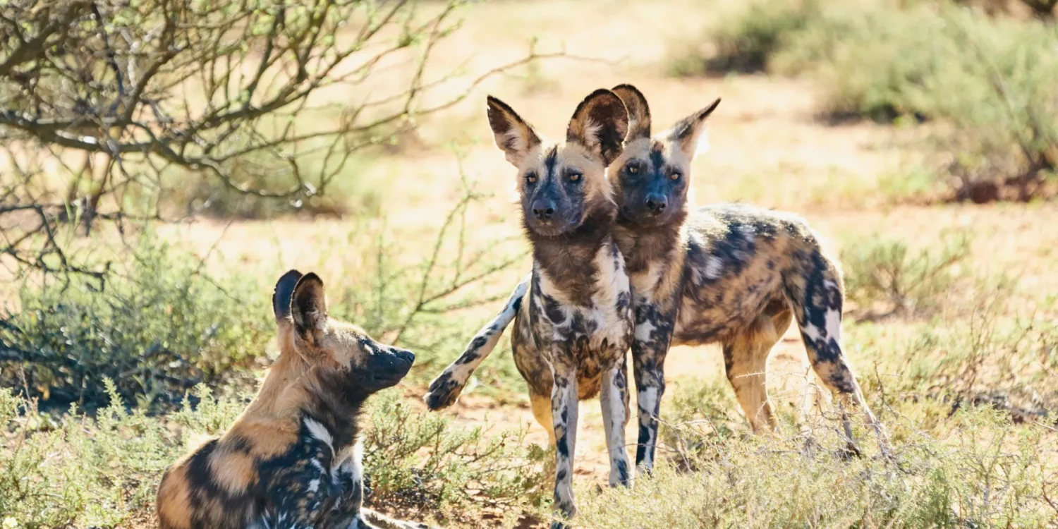 Kruger Wild Dogs