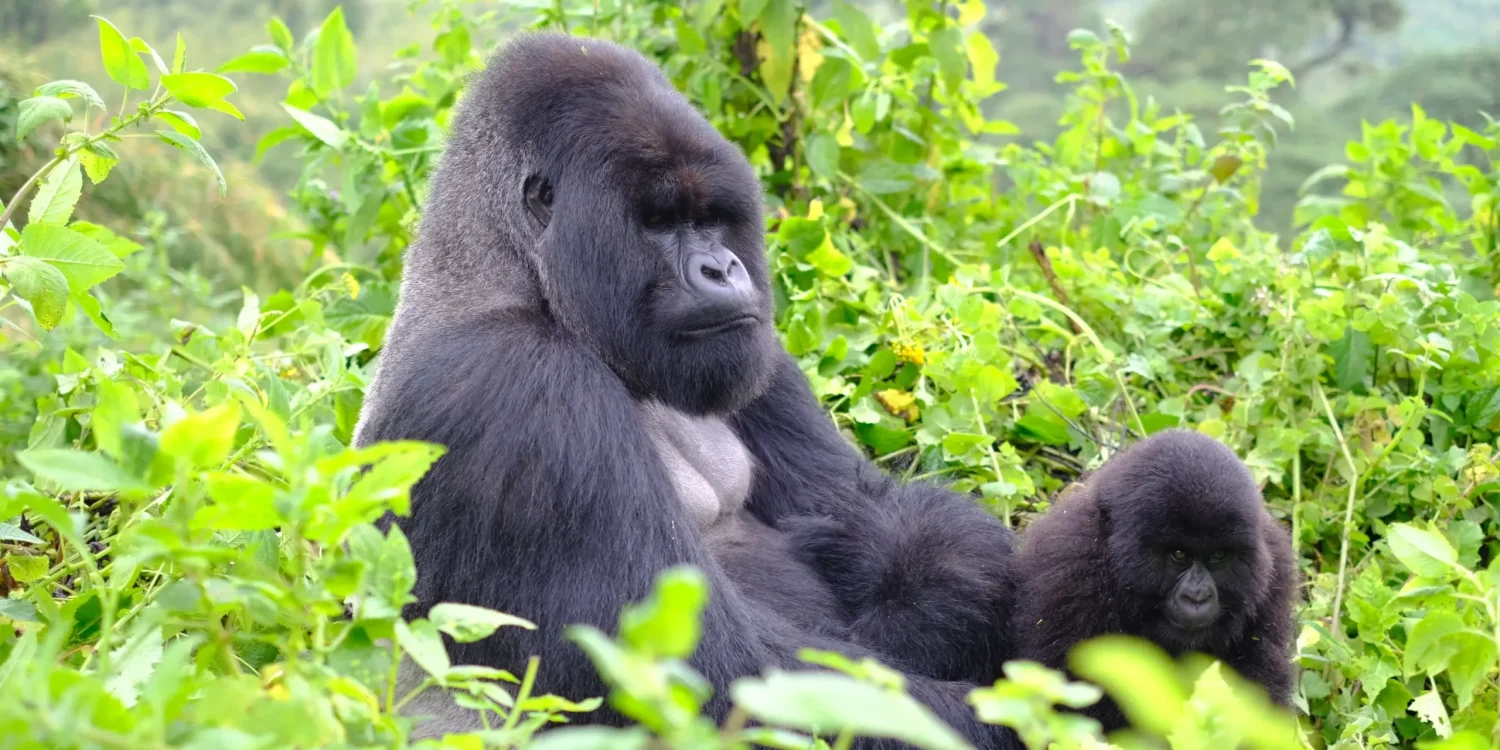 LGBTQ-Friendly-Safari-Rwanda-Gorillas
