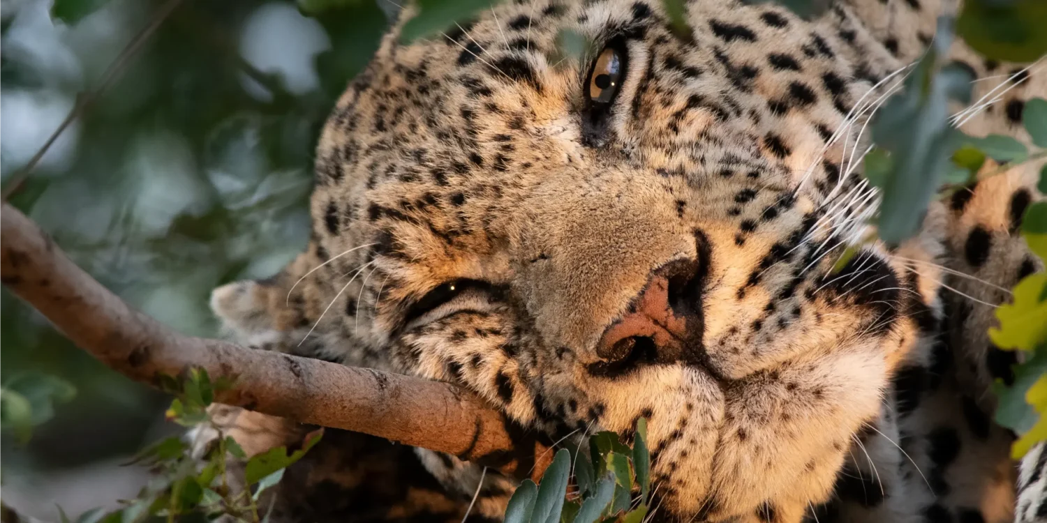 LGBTQ-Friendly-Safari-South-Africa-Leopard