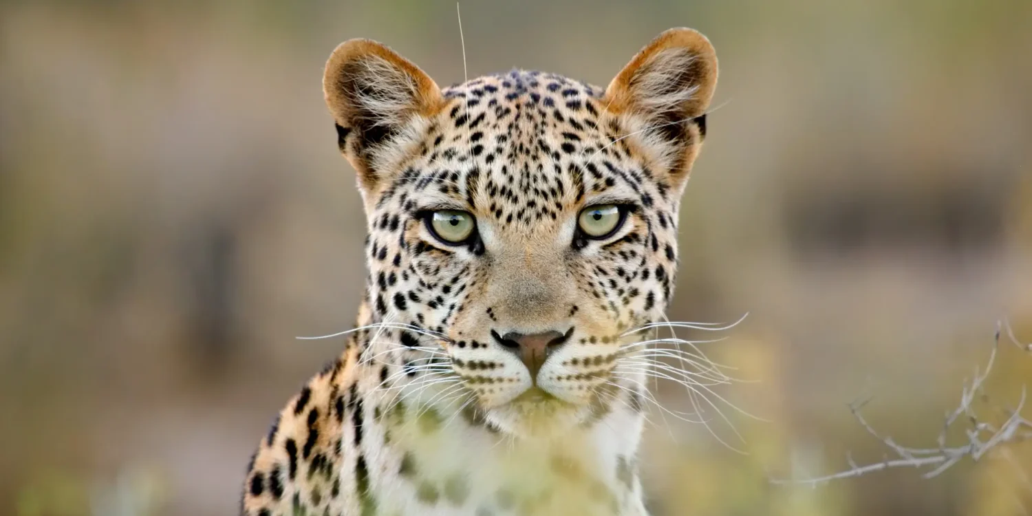 Leopard-Gaze-African-Wilderness-Transformative-Travel-From-a-Feeling-to-a-Journey