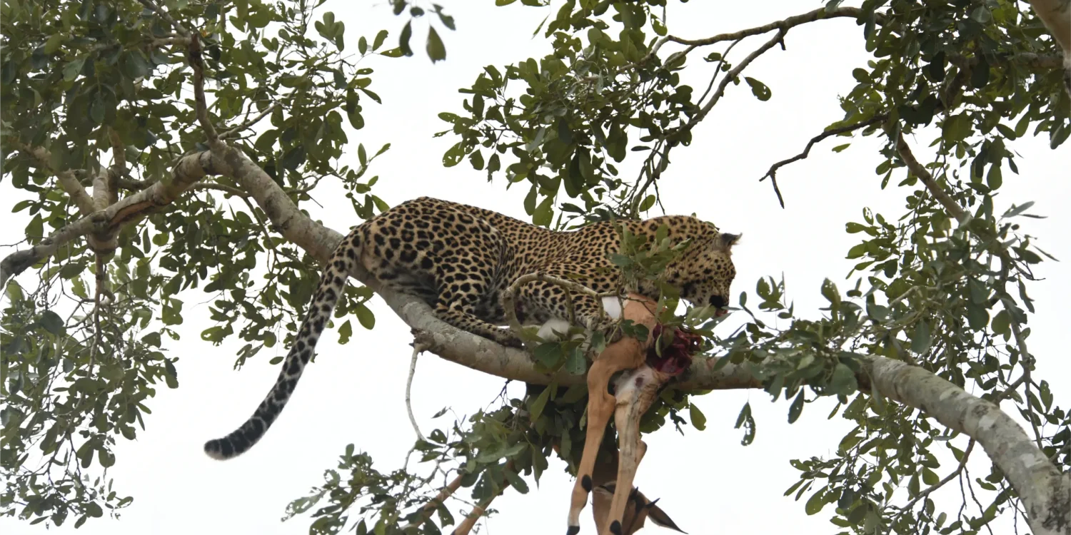Leopard with kill 1