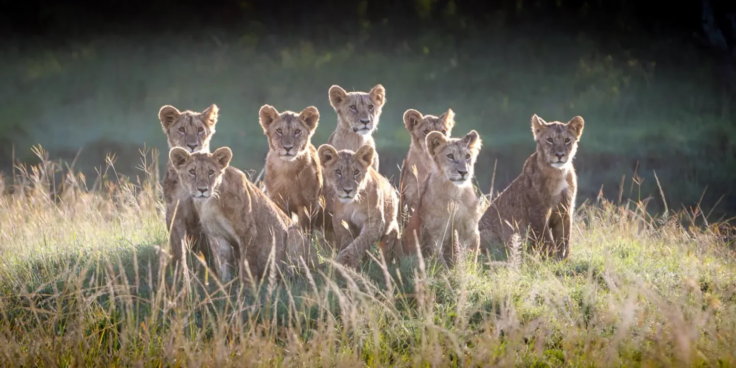 Lion-Cubs-Gathered-African-Savannah-Baby-Animals-in-the-Wild