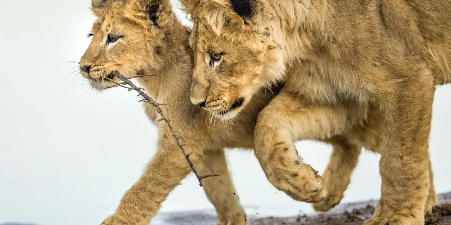 Lion-Cubs-Playing-African-Wild-Baby-Animals-in-the-Wild