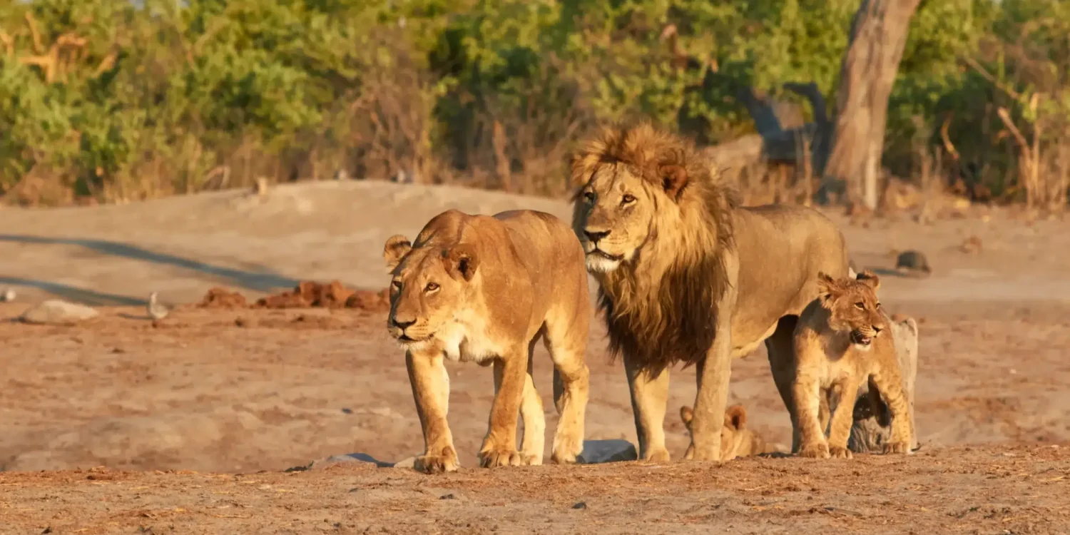 Une troupe de lions se promène au coucher du soleil dans la savane africaine, lors d'un des meilleurs safaris d'Afrique pour observer les Big Five.