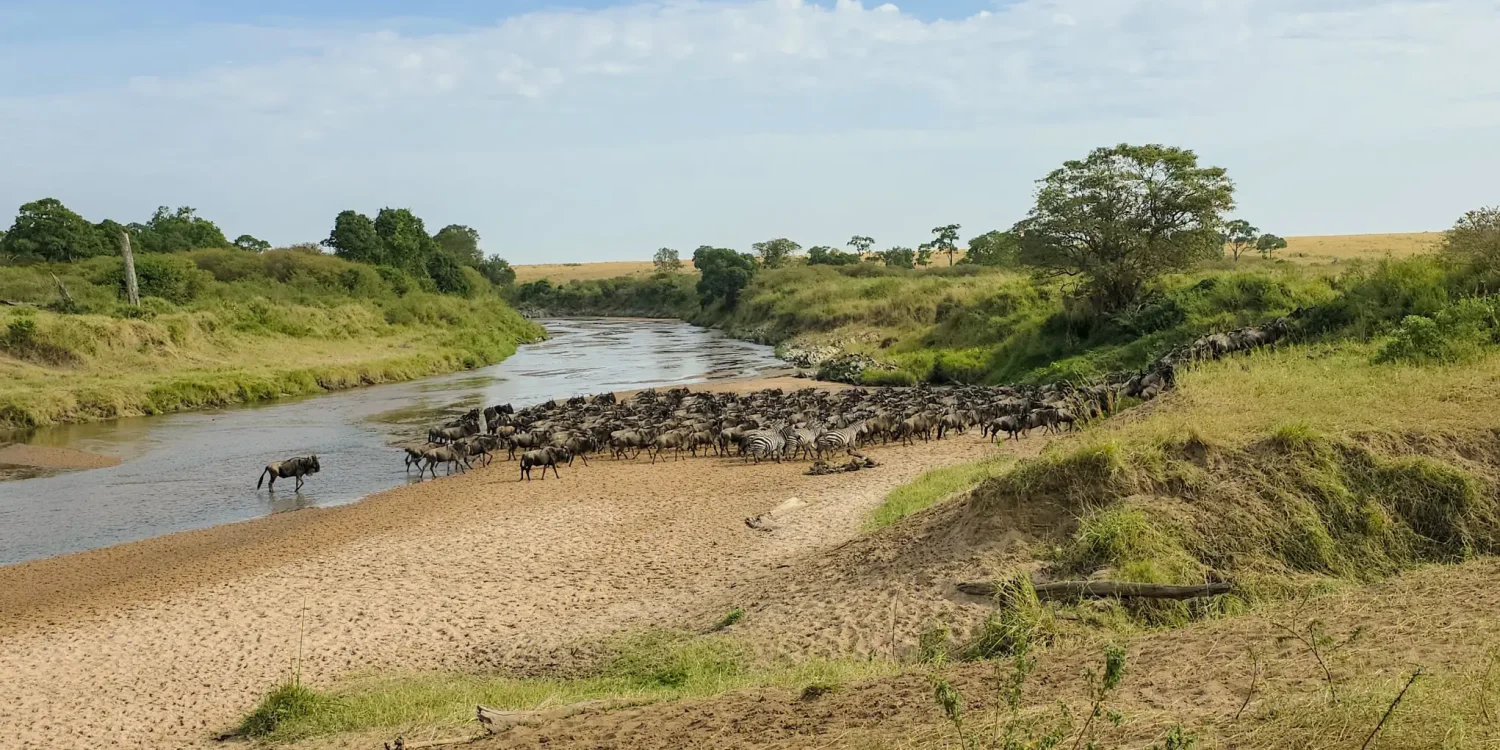 A herd of wildebeest and zebras crossing a sandy riverbank during the migration in Liuwa Plain, Zambia.