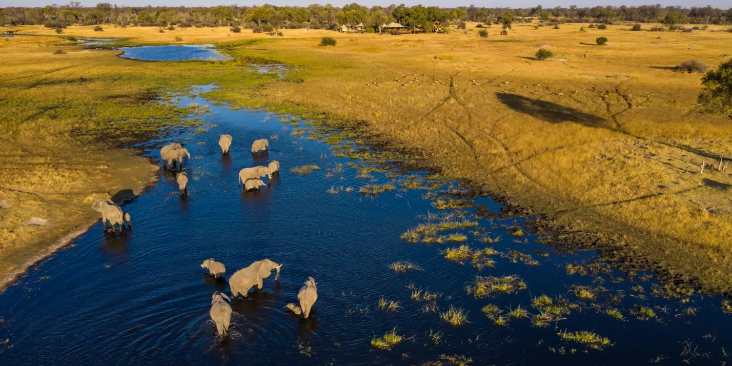 Luxury African Safari Cost - Aerial View of Elephant Herd in the Okavango Delta
