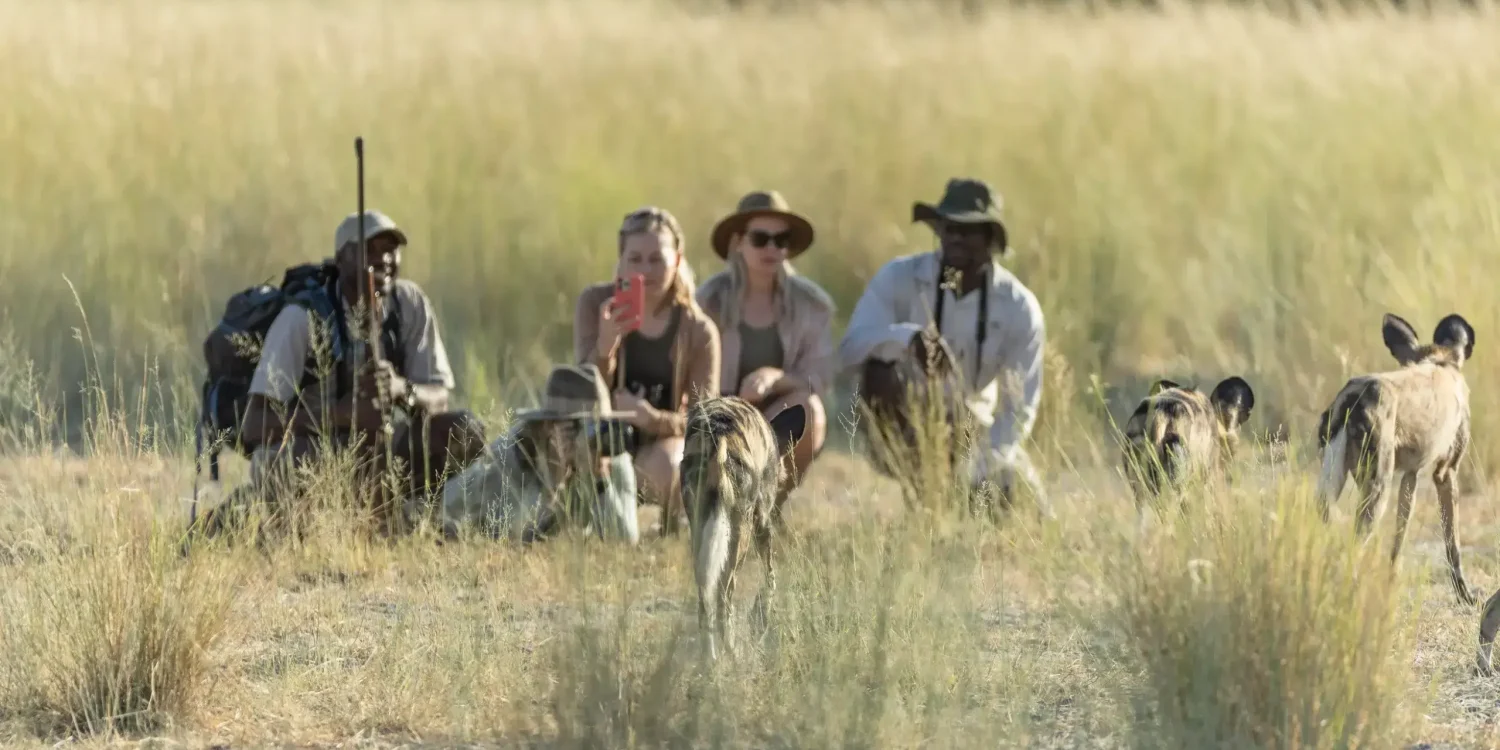 Luxury Safari by Land – Walking Safari with African Wild Dogs in the Wilderness