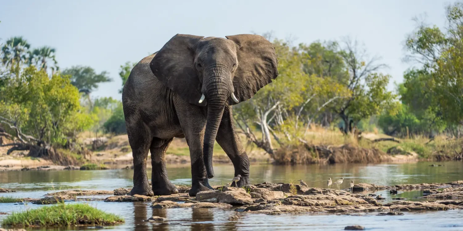Luxury Safari in November – Elephant Spotting in Zambia’s Wilderness