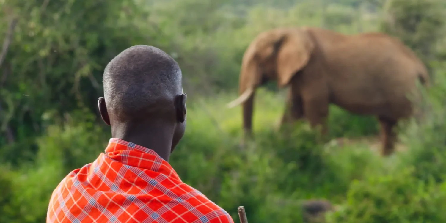 Maasai man in traditional red shuka watching an elephant in the distance amidst the lush green landscape of the Masai Mara, Kenya