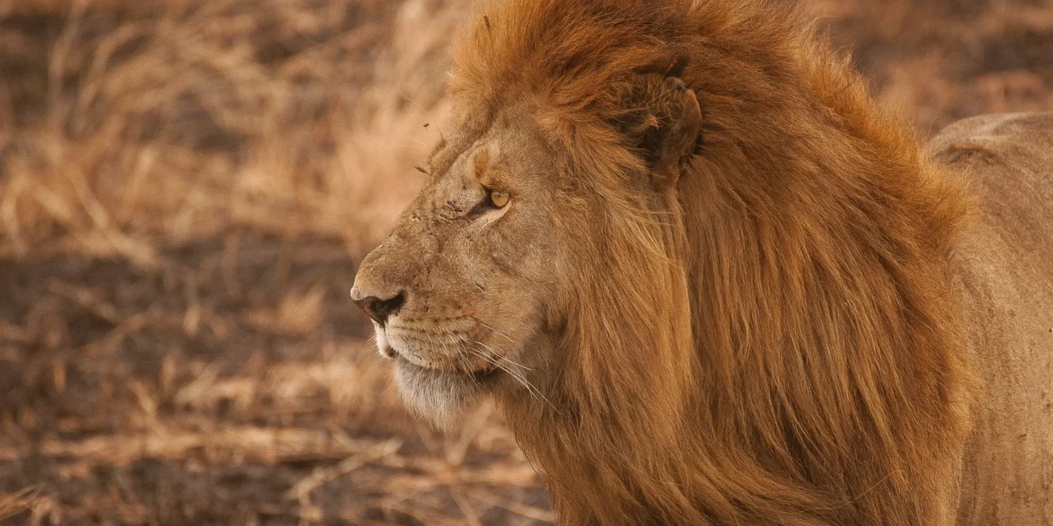 Majestic-Lion-in-the-Savannah-Transformative-Travel-From-a-Feeling-to-a-Journey