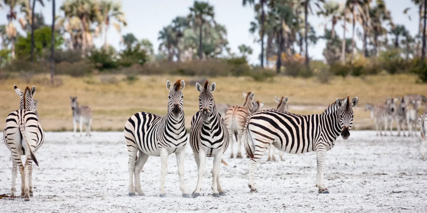A zebra standing on the bright white, vast salt flats of the Makgadikgadi Pans in Botswana.