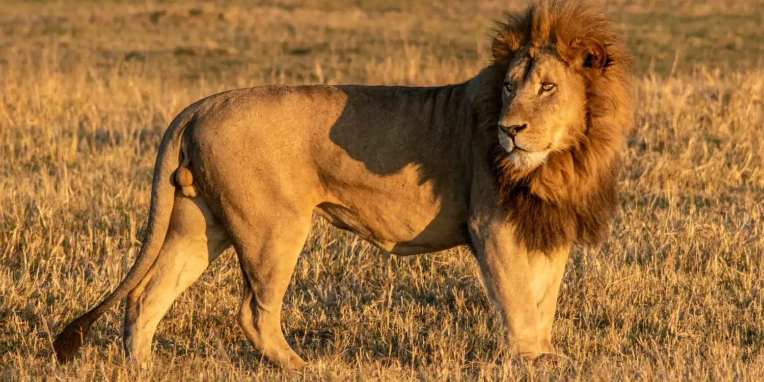 Les meilleurs safaris en Afrique pour observer les Big Five, avec notamment un puissant lion mâle se dressant dans la savane dorée.