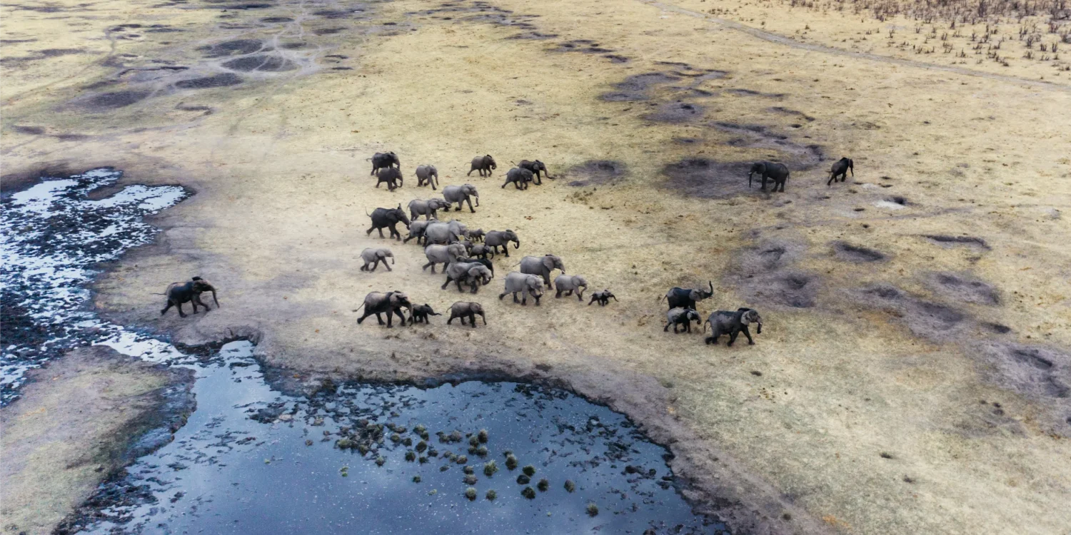 Matetsi Victoria Falls Elephants