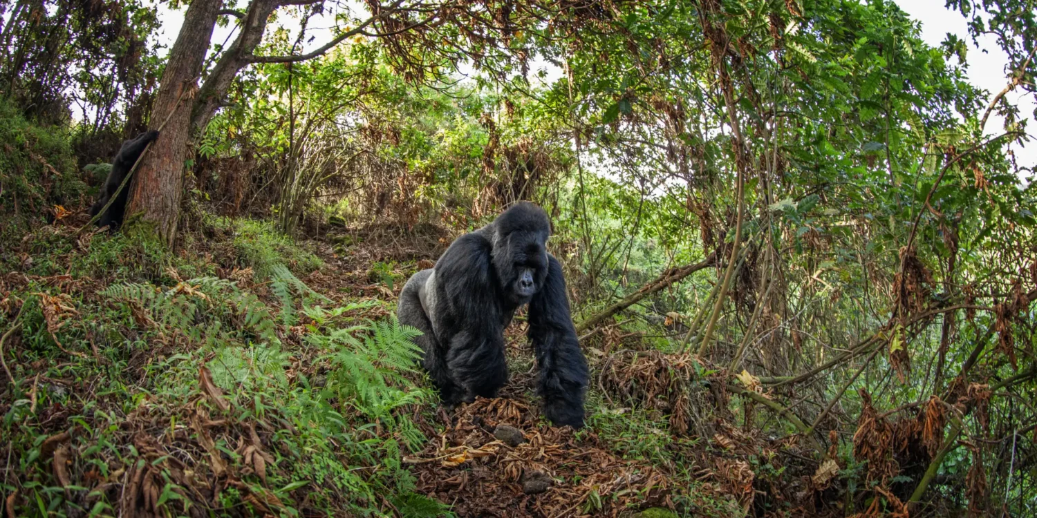 Mgahinga National Park Gorilla Trekking