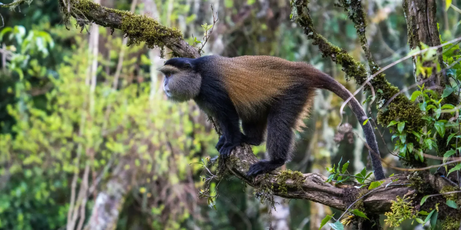Mgahinga National Park_2 Gorilla Trekking