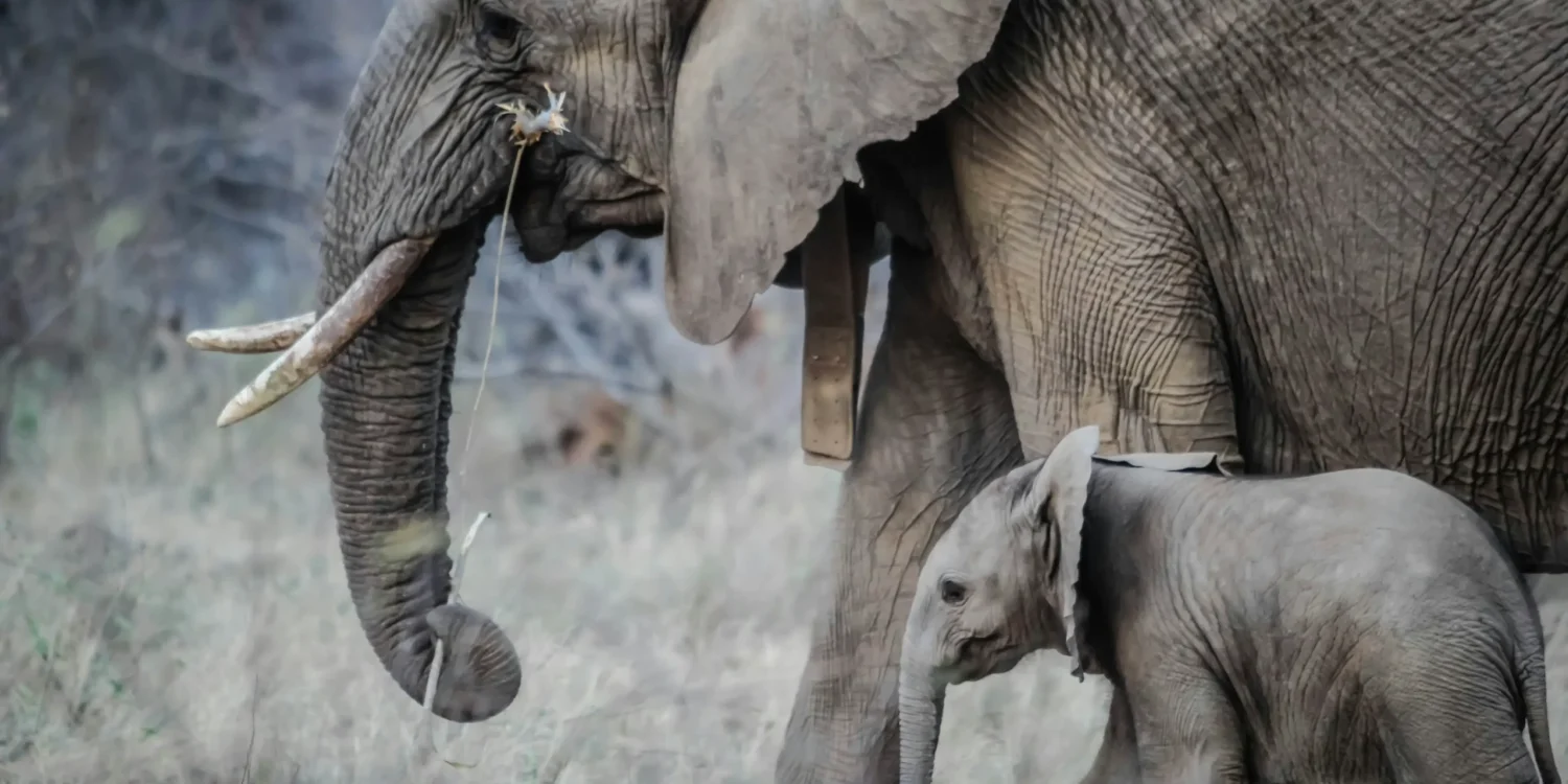 Mother-and-Baby-Elephant-African-Bush-Baby-Animals-in-the-Wild