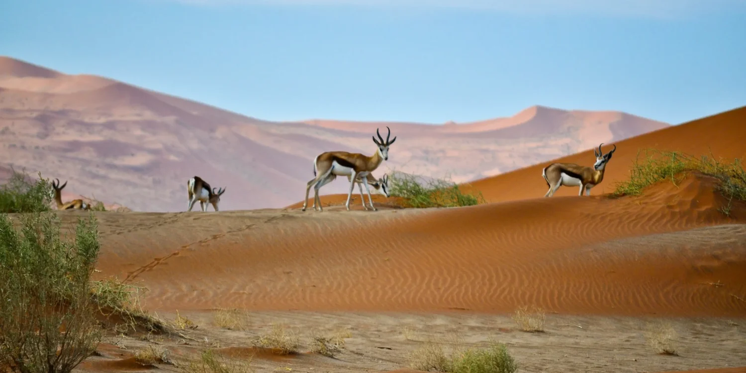 Antílopes springbok caminhando pelas dunas vermelhas do deserto durante um safári em setembro na Namíbia.