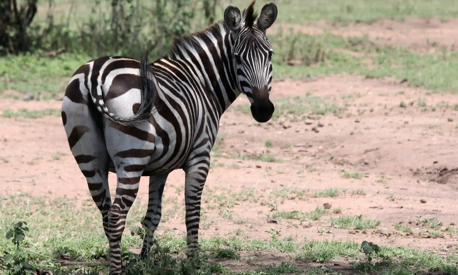 Order in the wild _ Africa