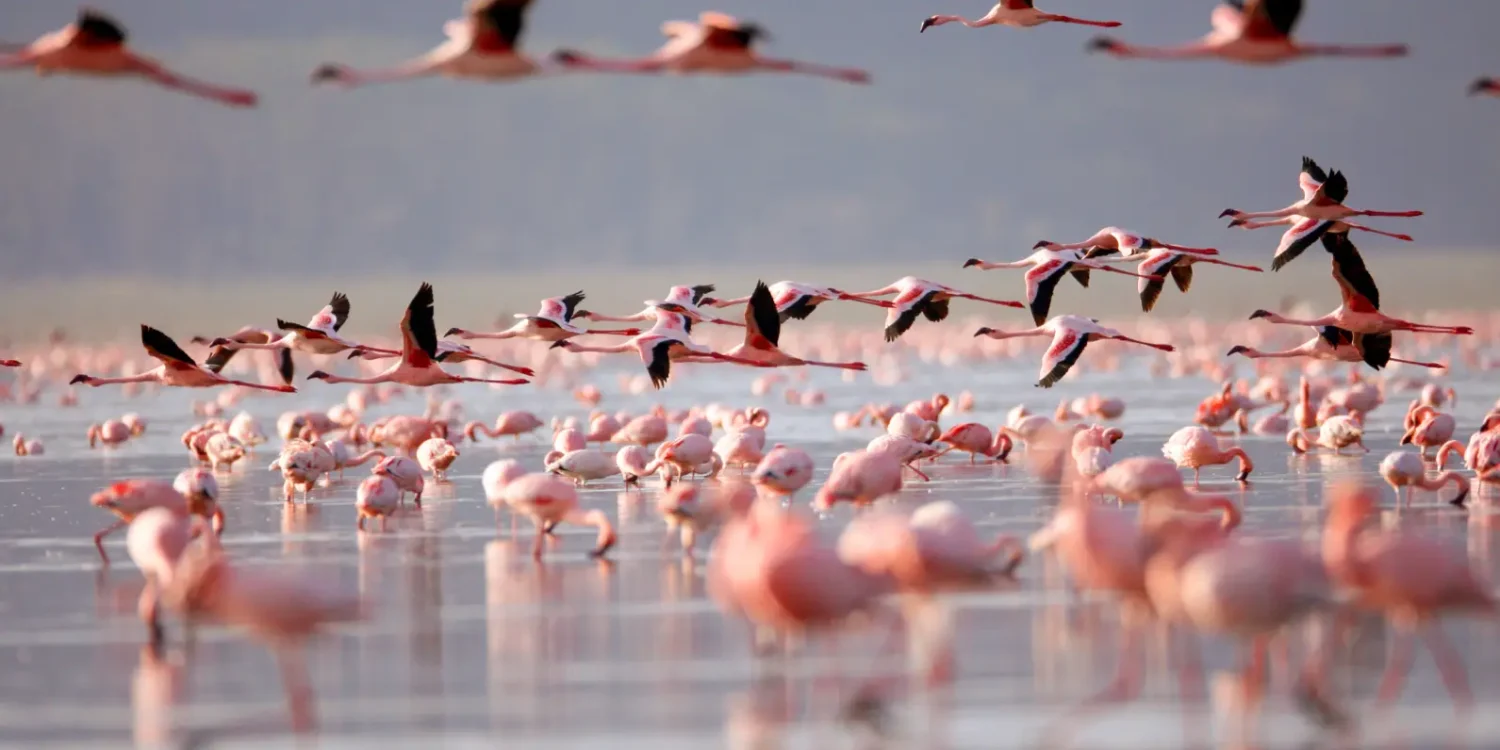 Private-Luxury-Safari-Africa-Lake-Nakuru-Flamingos