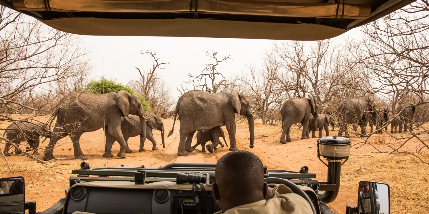 Personalized safari experience with a private guide and elephants in Africa