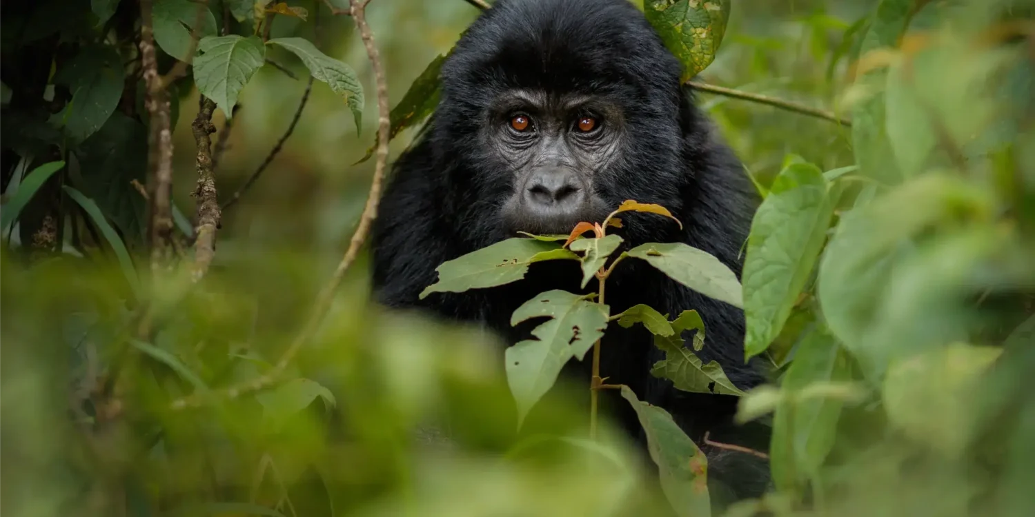 Purposeful travel without performance