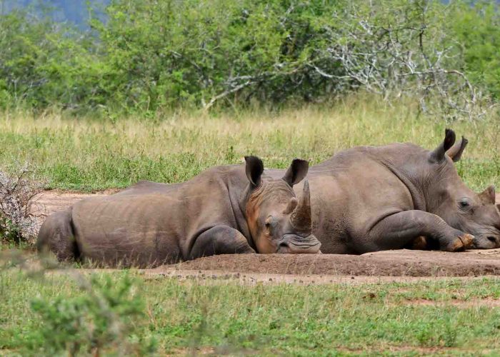 Two white rhinos enjoying a cool mud bath in the Hluhluwe-iMfolozi Park