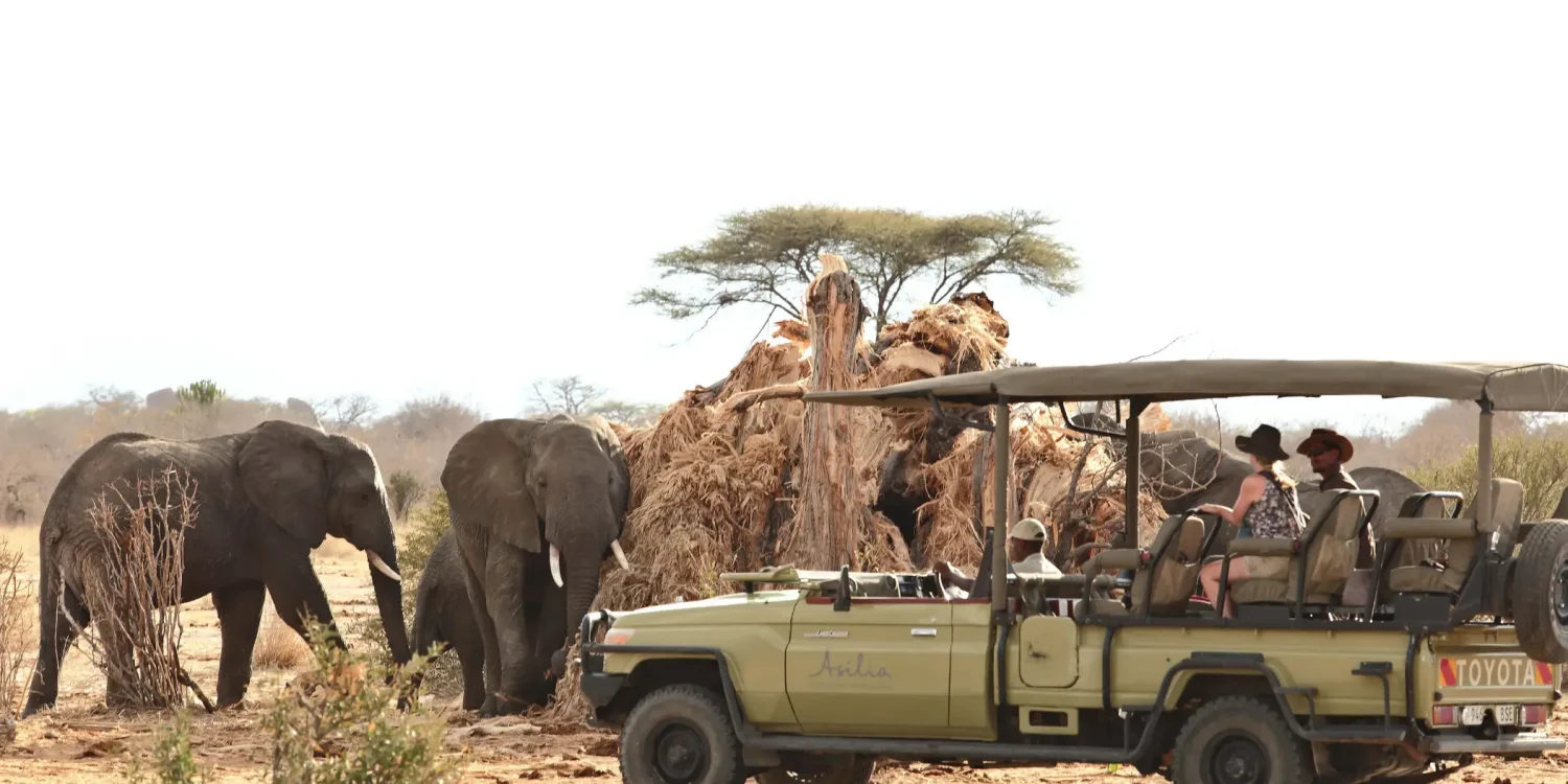 Ruaha National Park _ Image credit_ Asilia Africa Open safari vehicle observing African elephants near a large baobab tree in Ruaha National Park, Tanzania.