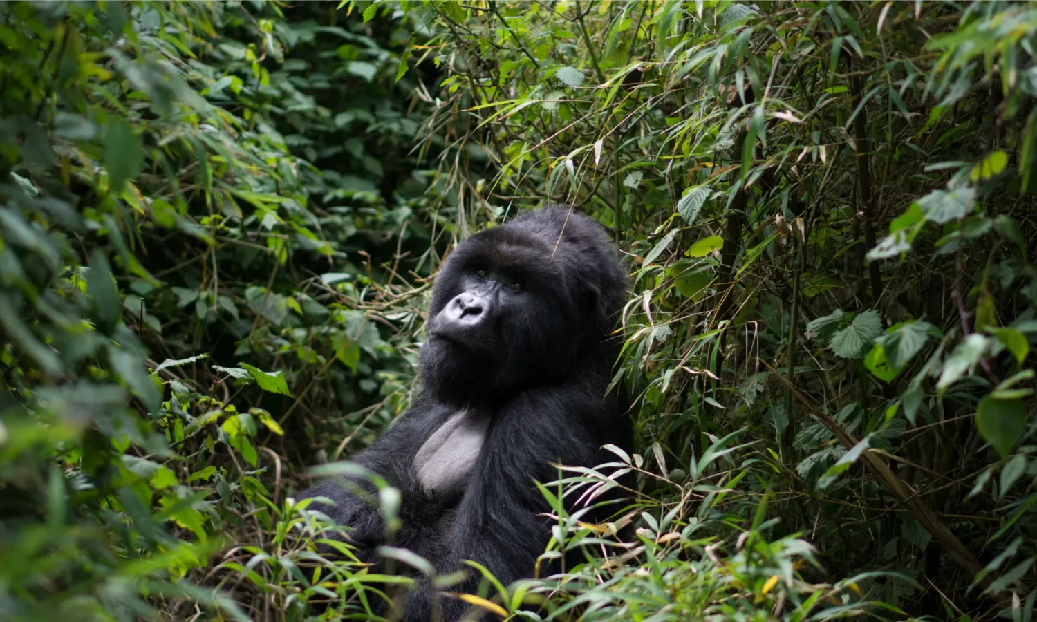 Rwanda _ Gorilla Bamboo Forest