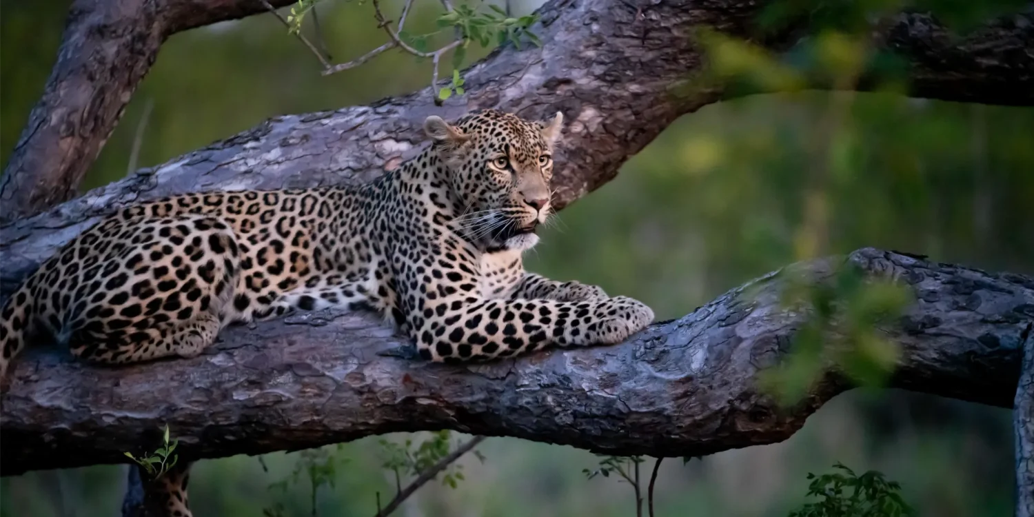 Sabi Sand Game Reserve