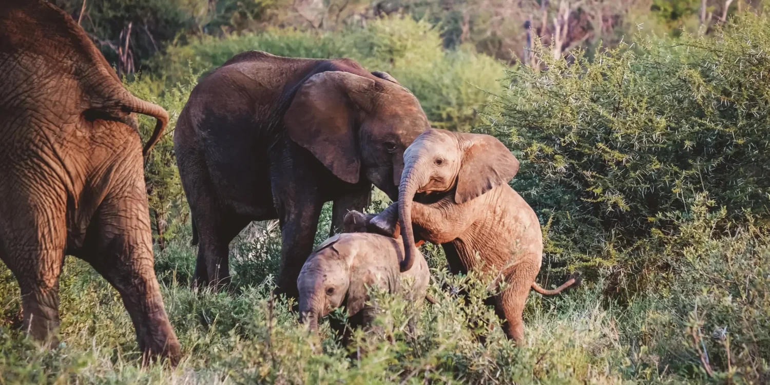 Safari-With-Toddlers-Madikwe-Game-Reserve-Elephants
