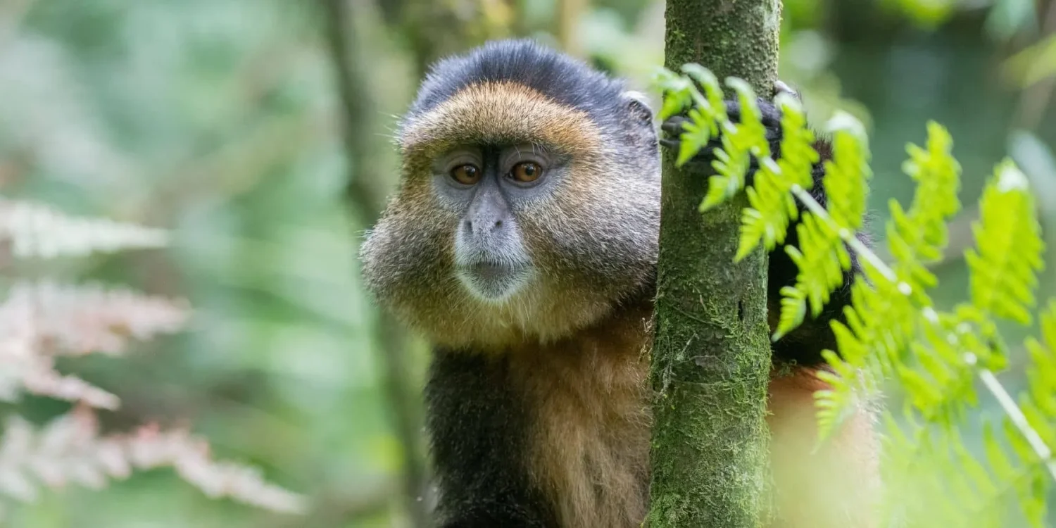 Safari in July primate experience in Rwanda East Africa featuring a golden monkey perched among green forest foliage