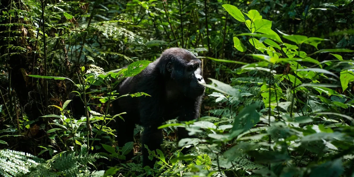 a mountain gorilla standing in dense tropical rainforest during a guided Gorilla trekking Safari in June in Rwanda Africa