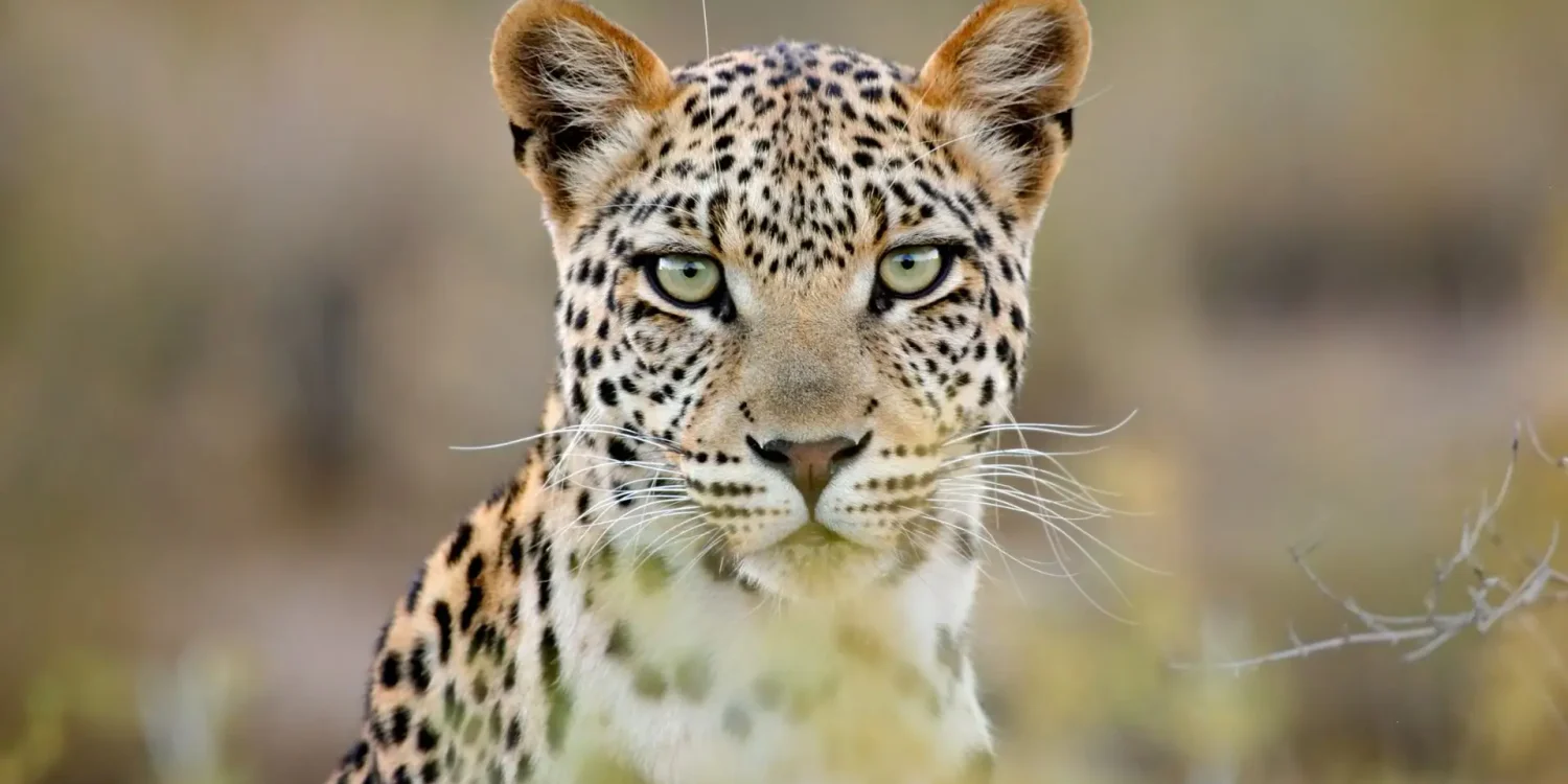Close-up of a leopard with piercing green eyes during a Safari in March, highlighting prime predator sightings in South Africa